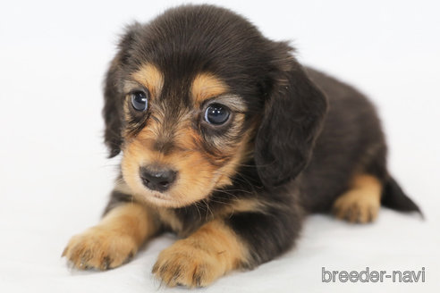 成約済の神奈川県のミニチュアダックスフンド(ロングヘアード)-306791の4枚目